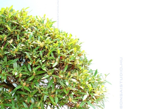 bonsai lombkoronaja
